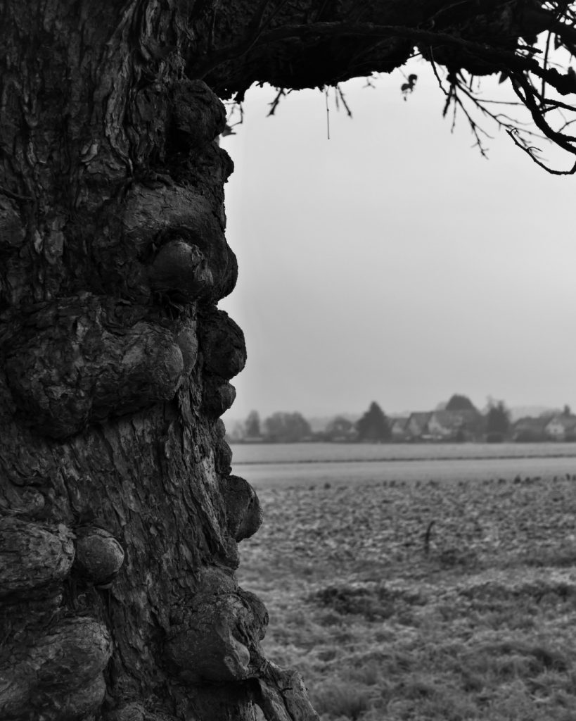 Baumstamm mit Blick in Richtung Obbornhofen. 