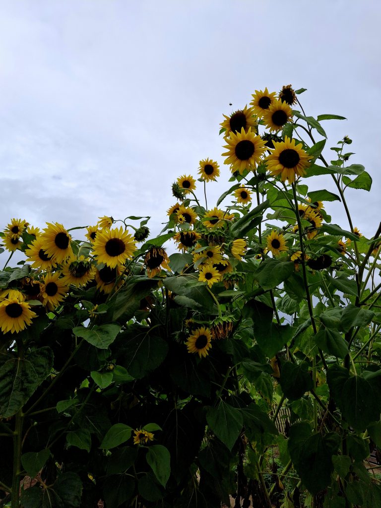Sonnenblumen zwischen Obbornhofen und Bellersheim
