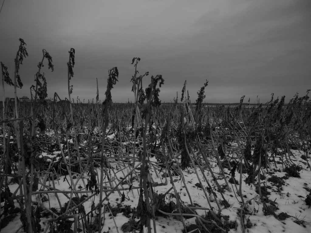 Ein Feld zwischen Bettenhausen und Bellersheim