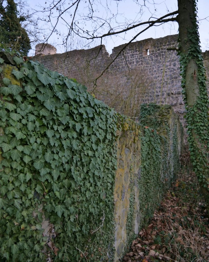 Ruine Münzender mit Efeu. 