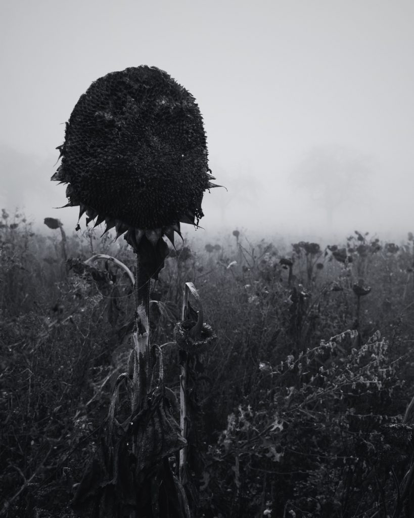 Sonnenblumen im Herbst. Zwischen Obbornhofen und Bellersheim. 