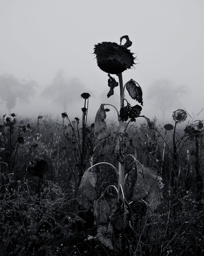 Sonnenblumen im Herbst. Zwischen Obbornhofen und Bellersheim. 