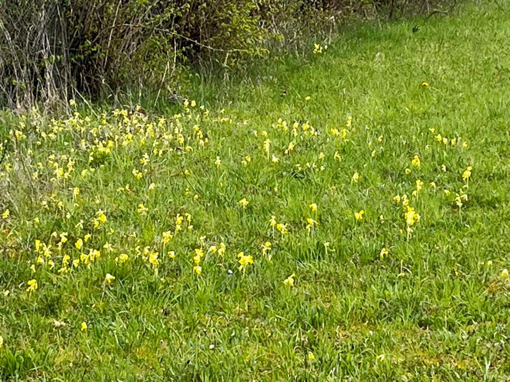 Schlüsselblumen in Obbornhofen