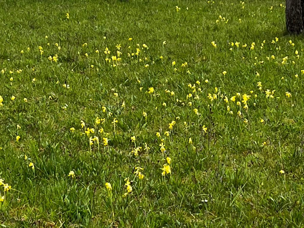 Schlüsselblumen in Obbornhofen