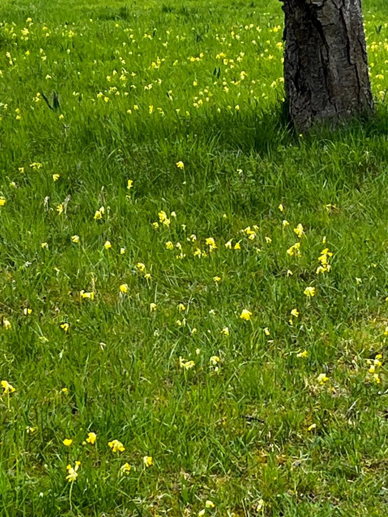 Schlüsselblumen in Obbornhofen