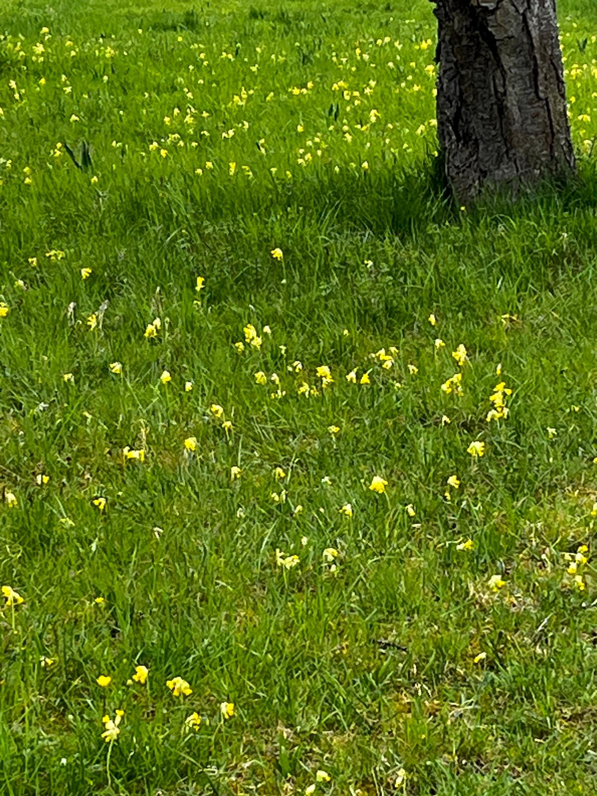 Schlüsselblumen in Obbornhofen