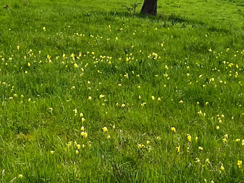 Schlüsselblumen in Obbornhofen