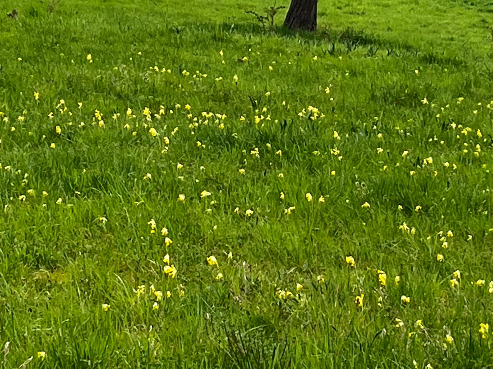 Schlüsselblumen in Obbornhofen