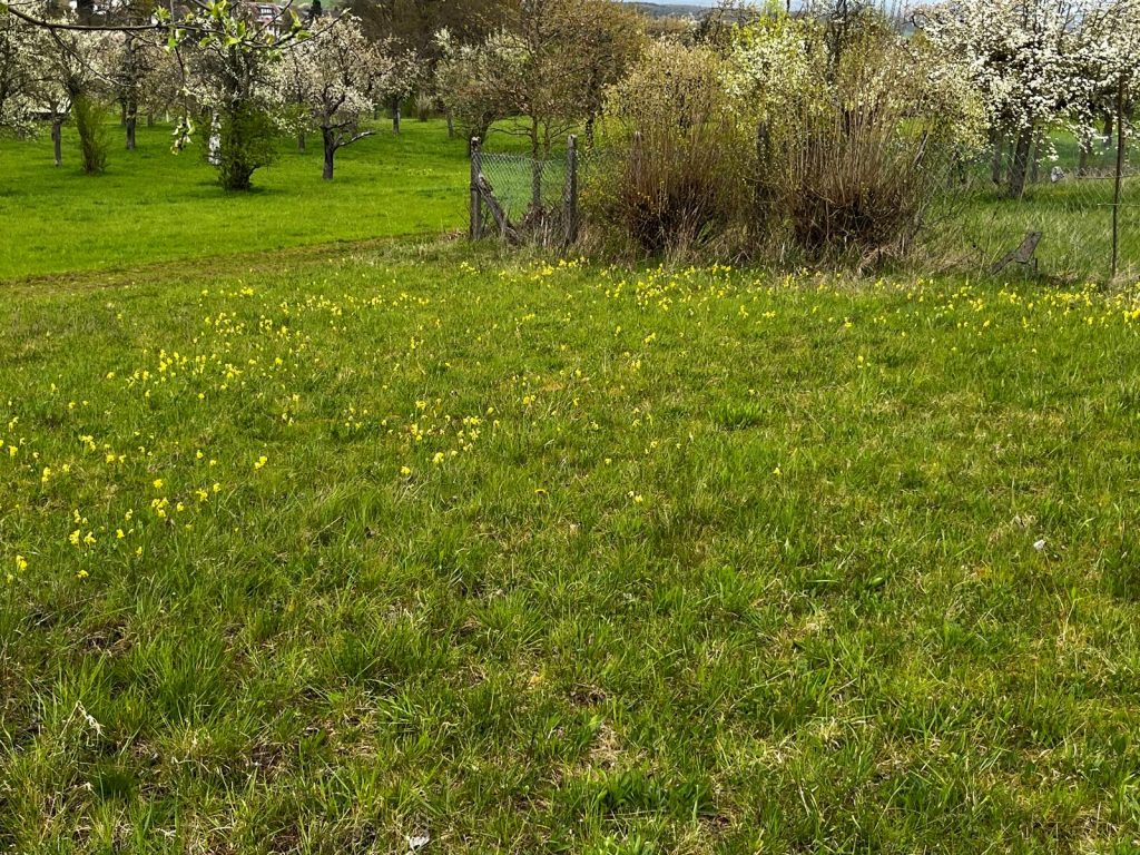 Schlüsselblumen in Obbornhofen