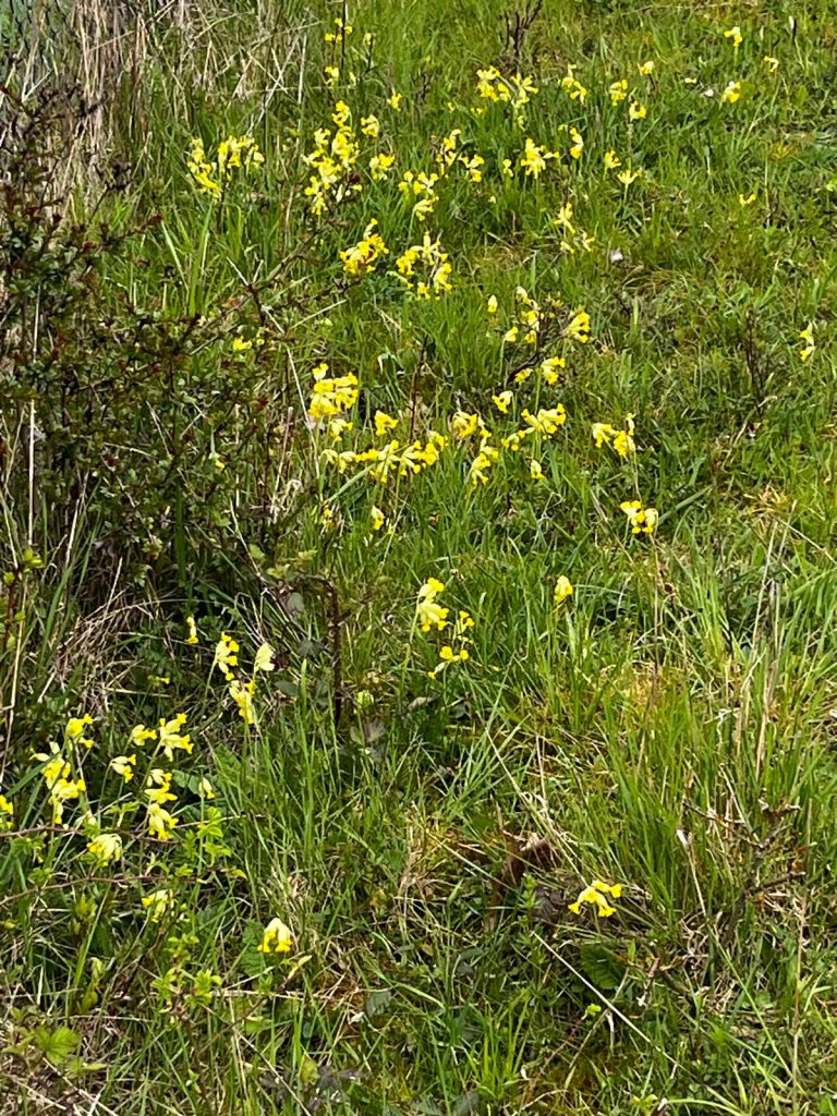 Schlüsselblumen in Obbornhofen
