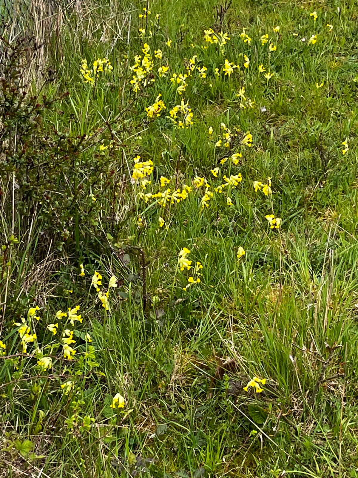 Schlüsselblumen in Obbornhofen