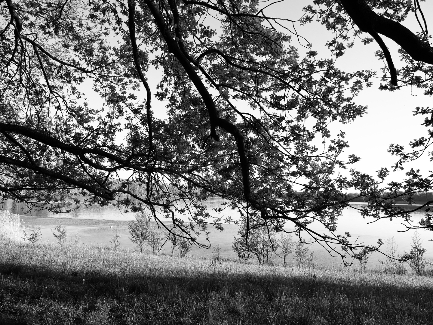 Bellersheim. Sachsensee. 