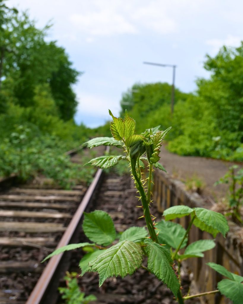 Alter Haltepunkt Obbornhofen–Bellersheim. (Horlofftalbahn)