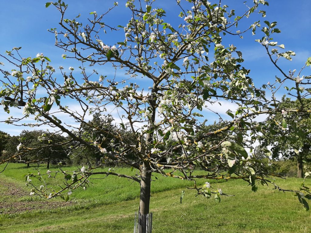 Obbornhofen