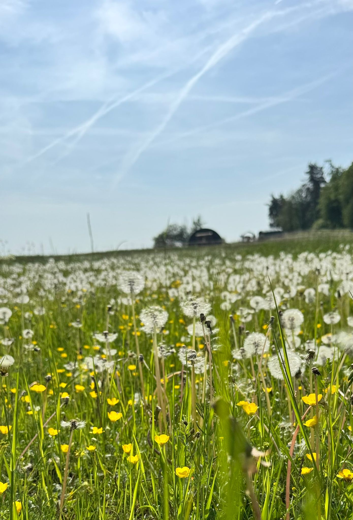 Butzbach. Blumenwiese. 