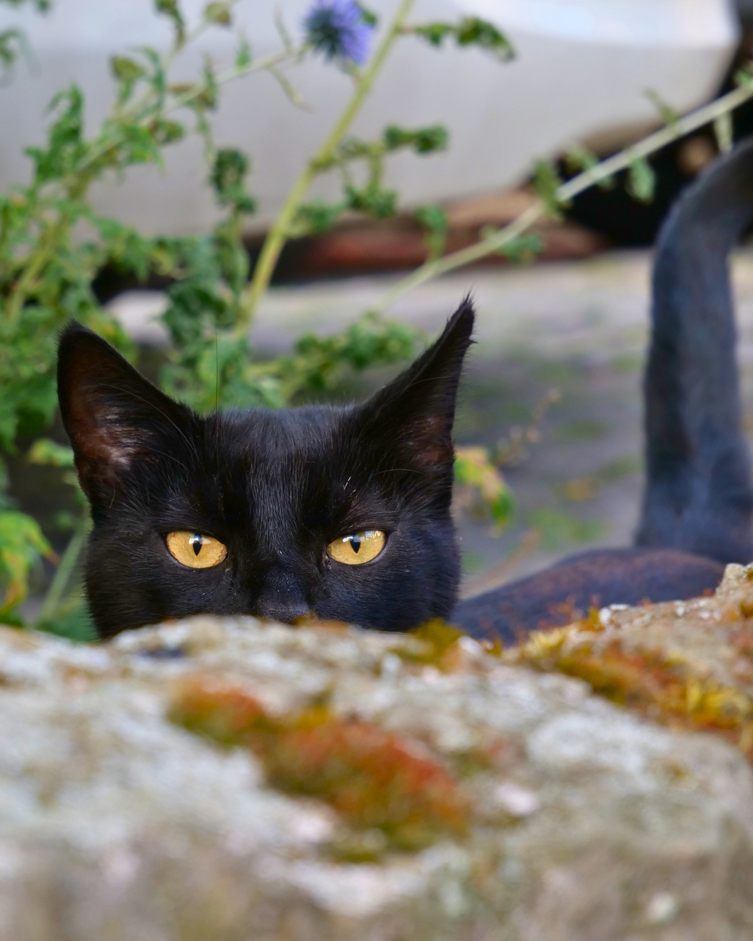 Schwarze Katze in Obbornhofen.