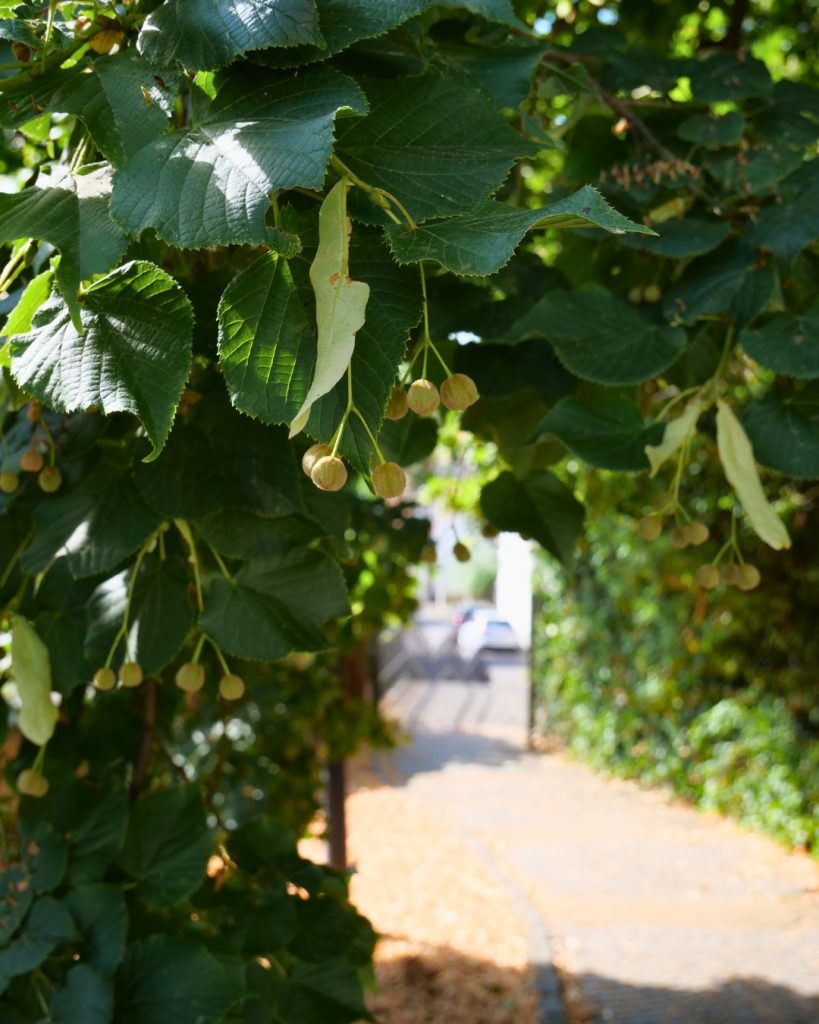 Sommerimpressionen an der evangelischen Kirche in Obbornhofen