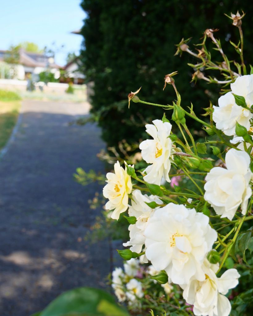 Sommerimpressionen an der evangelischen Kirche in Obbornhofen