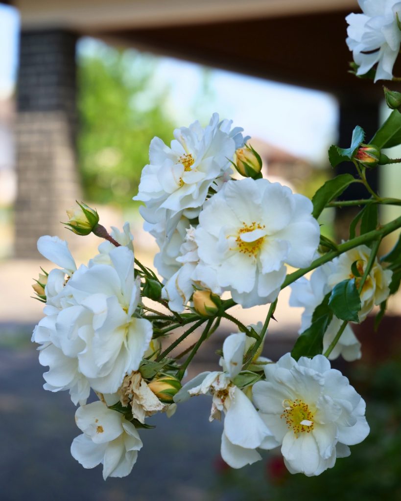 Sommerimpressionen an der evangelischen Kirche in Obbornhofen