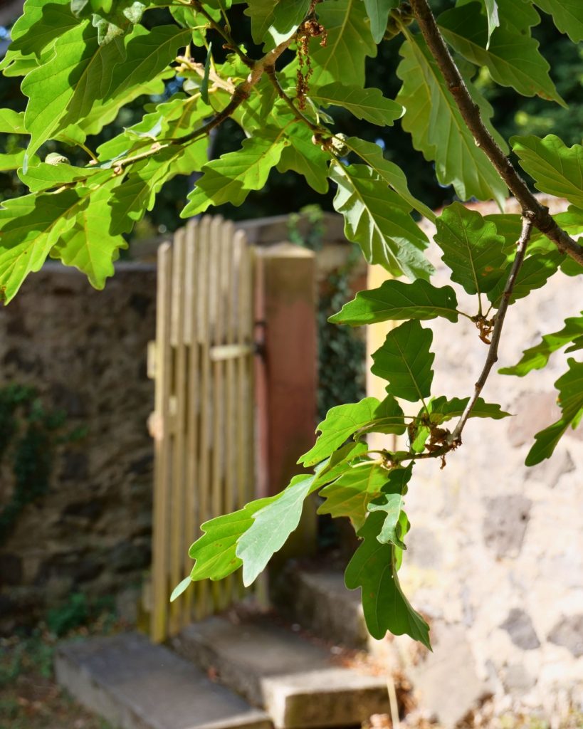 Sommerimpressionen an der evangelischen Kirche in Obbornhofen